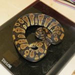 snakes rock 007.jpg snakes rock 007.jpg