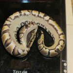 snakes rock 009.jpg snakes rock 009.jpg