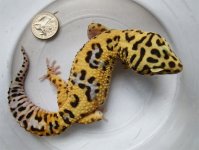 hi yellow.jpg