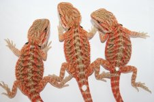 redtransholdbacks.jpg