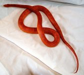 DSC_4209.jpg