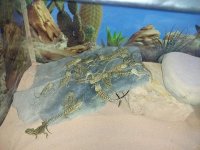 Baby Beardies.jpg