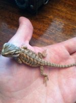 Baby Beardie.jpg