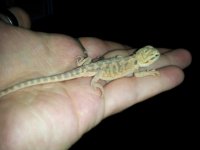 Baby Beardie 2.jpg