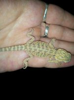 Baby Beardie 3.jpg
