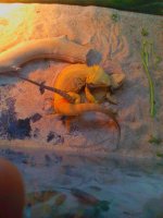 IMG_20120410_134924.jpg