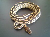 mojave 1.jpg