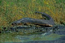 438950001-texas-indigo-snake-drymarchon-corais-erebennus-wild-adult-south-texas.jpg