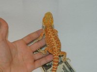 Sale 7-16-12 008.jpg