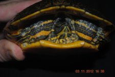 oddyellowbelly2.jpg