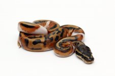 11pied15m01b.jpg