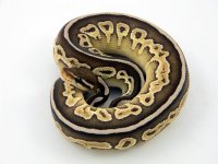 Lesser Cinnamon C36 M1.jpg
