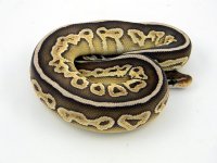 Lesser Cinnamon C36 M1 pic2.jpg