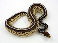 Lesser Cinnamon C36 M1 pic3.jpg