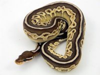 Lesser Cinnamon C36 M1 pic4.jpg
