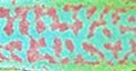Borbonica Agalagae pattern.jpg