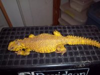 saharan uro male.jpg