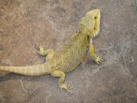 Pastel Female (2).jpg