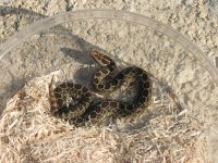 tri and rav 011.jpg