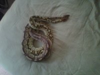 IMG00624-20120419-1104.jpg