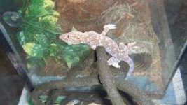 crazy lizard.jpg