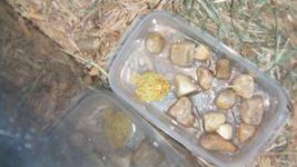 pacman frog.jpg