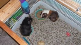 ginny pigs.jpg