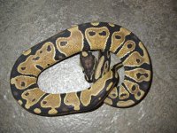 Female 2011 dbl het.jpg