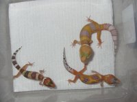 Tremper Tangerines 66% het RAPTOR.jpg
