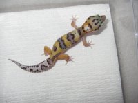 Mack Snow 100% het RAPTOR.jpg