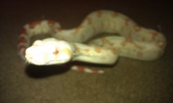 IMAG0294.jpg