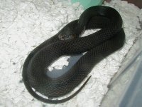 Eastern melanistic female x Schuett albino eastern and Melanistic 04 11 2009.JPG