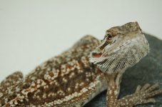 DSC_0119.jpg