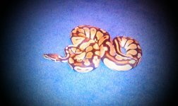 IMAG0031.jpg
