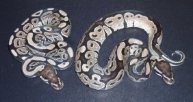 vpihetalbinos.jpg