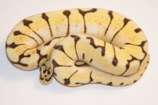 citrusstingerbeef135.JPG