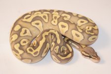 pastaveorangeghostm275.JPG
