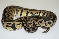 pastelleopardposshetpiedandaxanthicm575.JPG