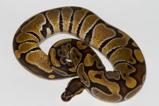 2011_Enchi_het_Albino.jpg