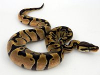 C3 Enchi f1.jpg