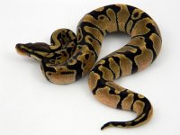 C3 Enchi f1. pic 3.jpg