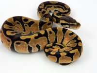 C3 Enchi M1.jpg