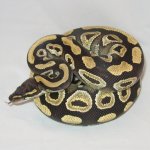 Angwunasomtaka-120411-2.jpg