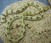 hybrids 3-8-12 029.jpg
