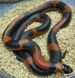 hybrids 3-8-12 005.jpg