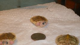 SDC10739.jpg