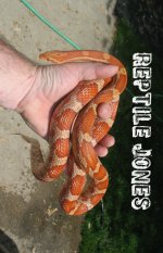 snakepic003-1.jpg