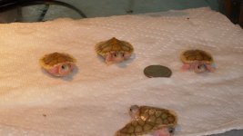 SDC10736.jpg