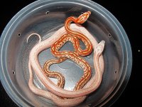 tess and hypo cinder.jpg