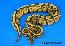 2011SpectorMale1b.JPG